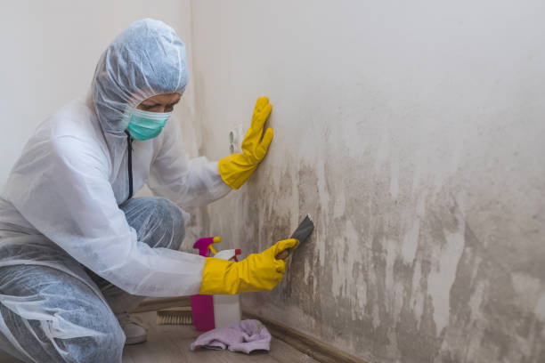 Trusted Petersburg, VA Mold Prevention & Removal  Experts